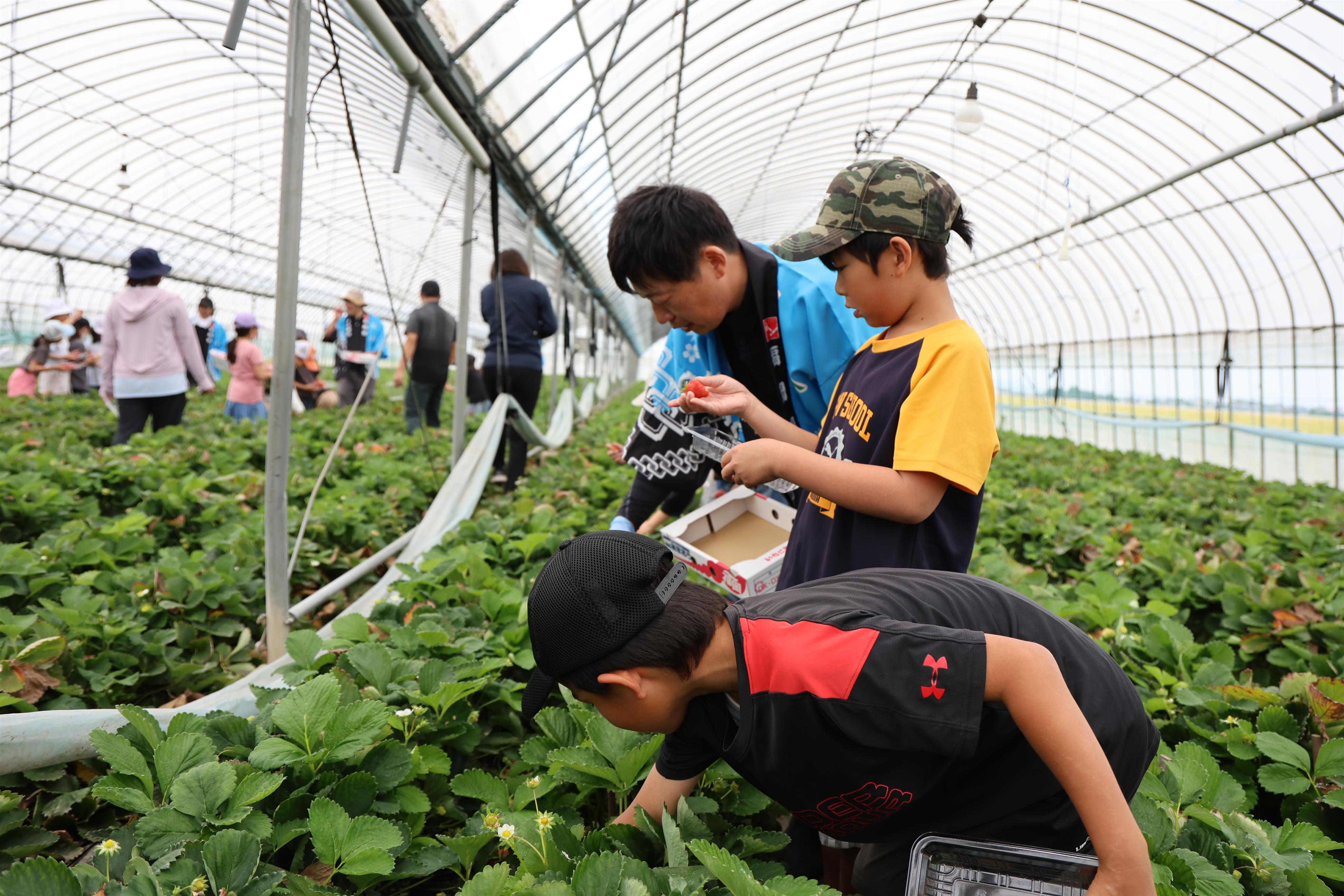いちご収穫体験学習