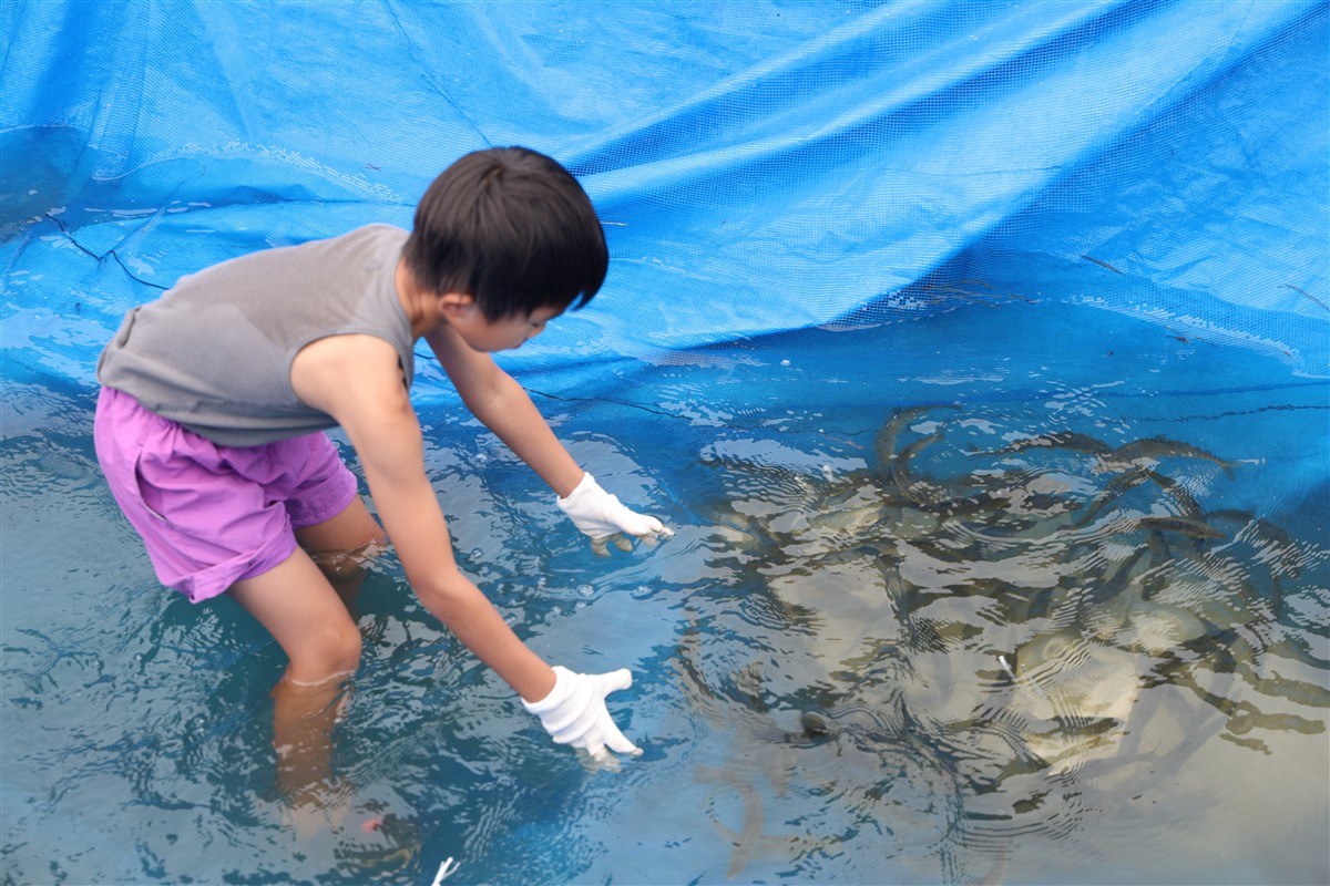 あゆのつかみ捕りの画像