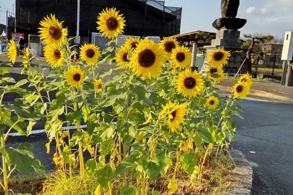 ふれあいセンターひまわりの画像