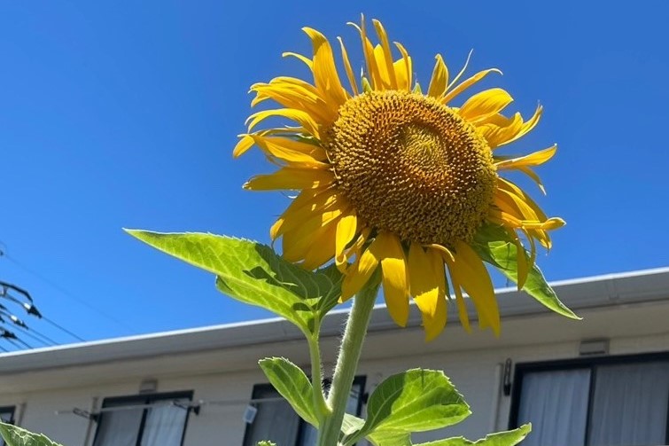 ひまわりの画像