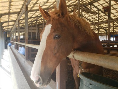 馬