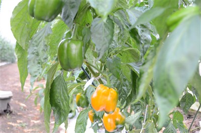 野菜