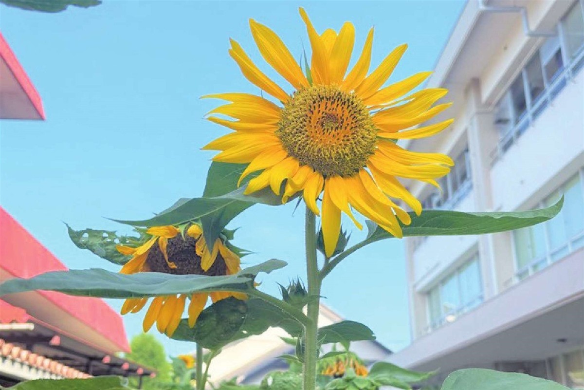 ひまわりの画像